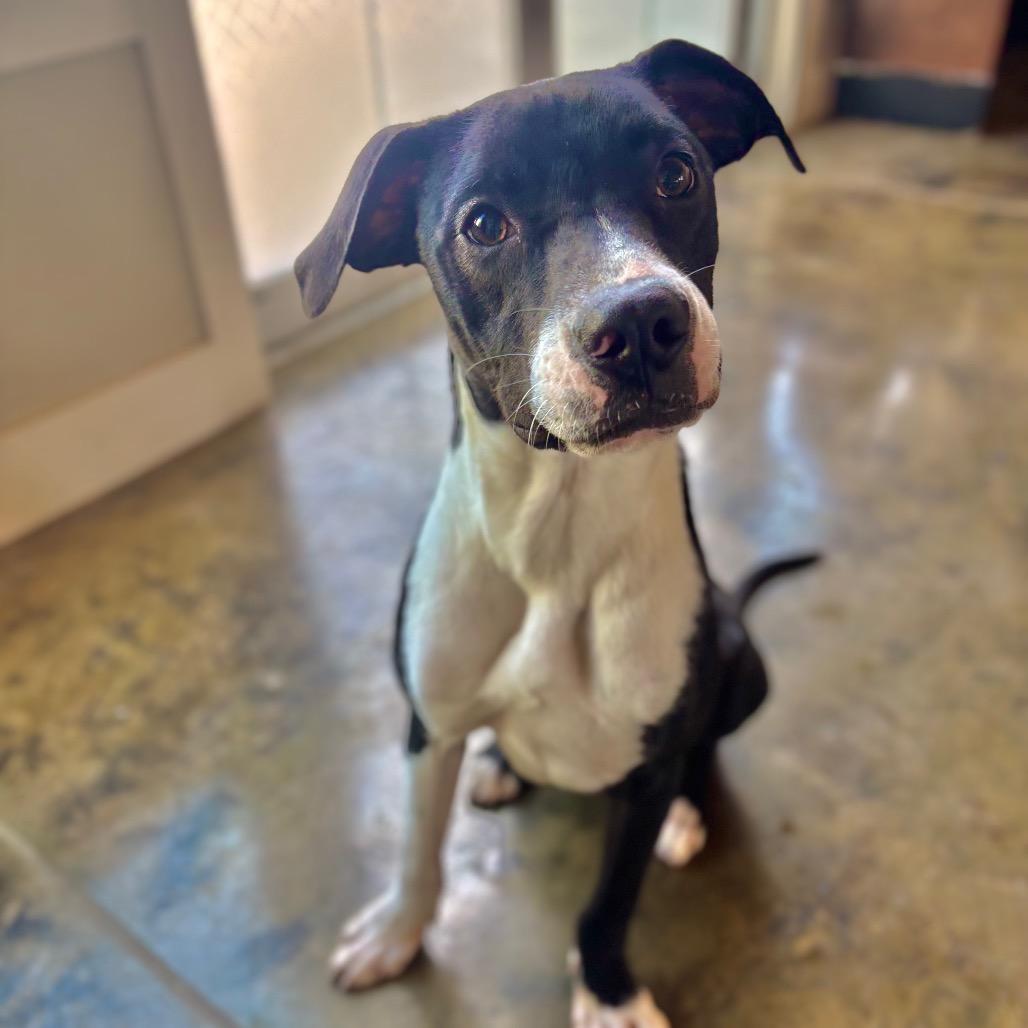 Sinatra (frank), a Adoptable American Staffordshire Terrier in Fredericksburg, TX image 1/6