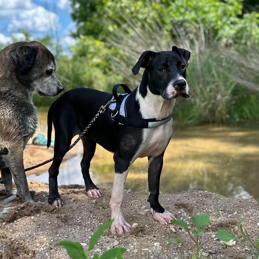 Sinatra, Adoptable, Young Male American Staffordshire Terrier.