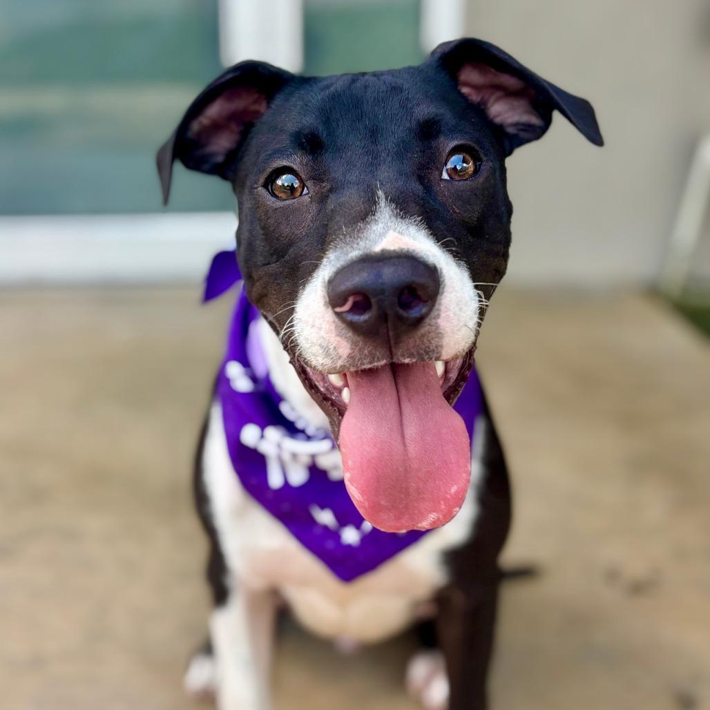 Enlarge Sinatra (frank), a Adoptable American Staffordshire Terrier in Fredericksburg, TX image 2/6