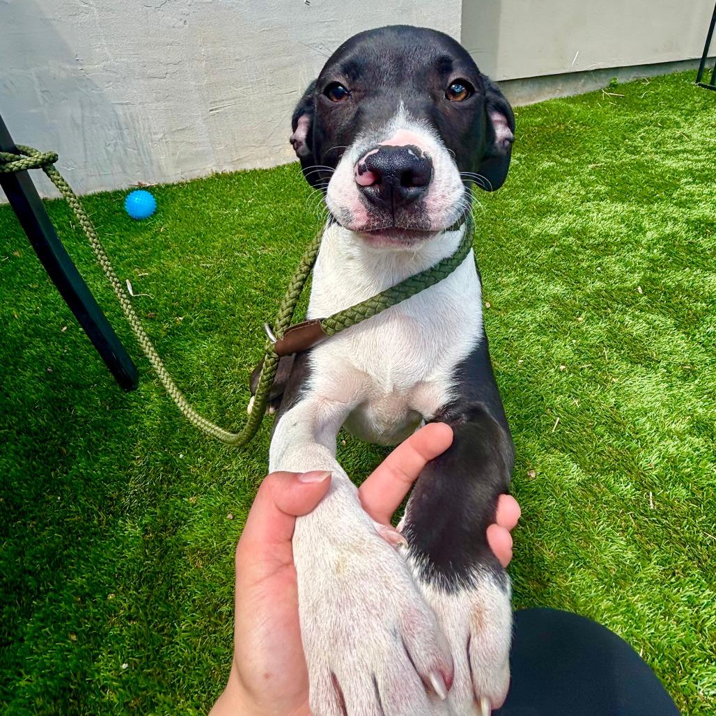 Enlarge Sinatra, a Adoptable American Staffordshire Terrier in Fredericksburg, TX image 1/4