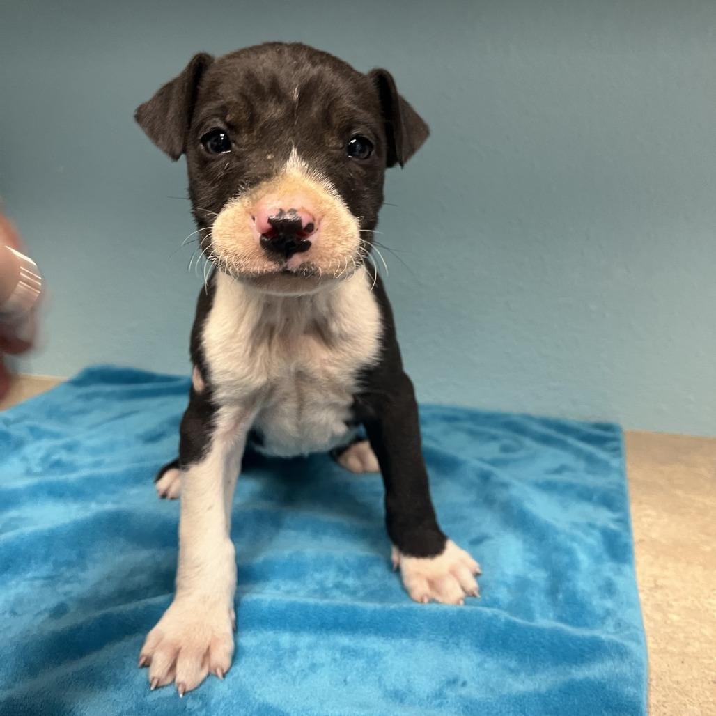 Enlarge Sinatra, a Adoptable American Staffordshire Terrier in Fredericksburg, TX image 2/4