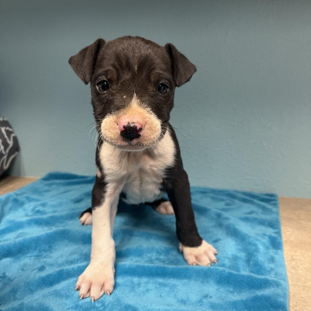 Enlarge Sinatra, a Adoptable American Staffordshire Terrier in Fredericksburg, TX image 3/4