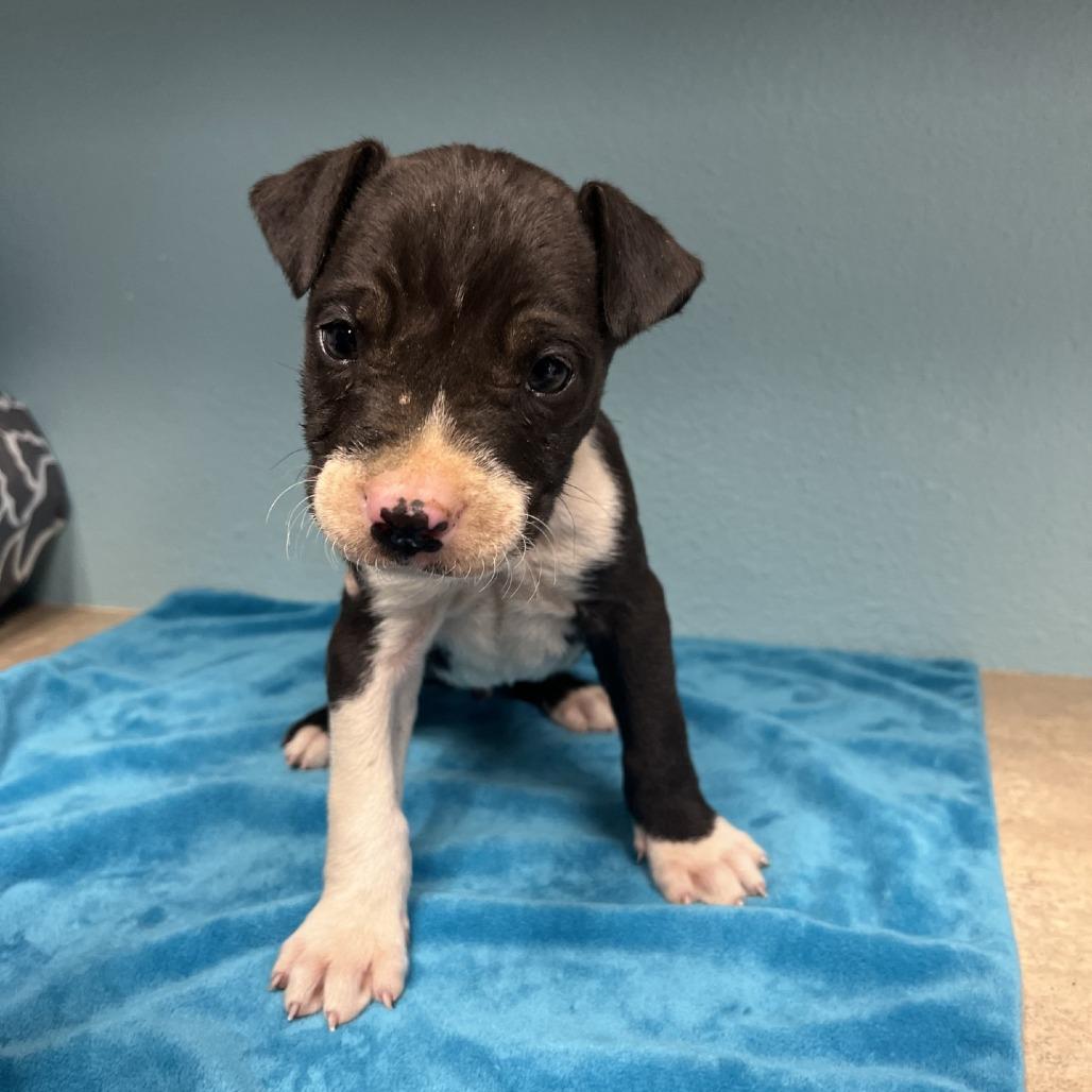 Enlarge Sinatra, a Adoptable American Staffordshire Terrier in Fredericksburg, TX image 4/4