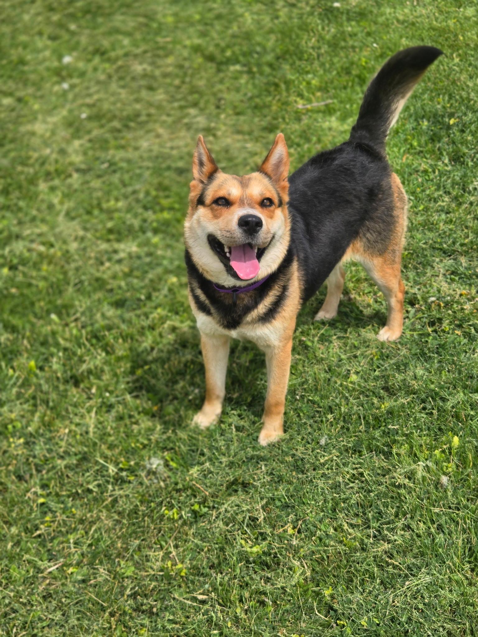 Sf-Starbies, ADOPTABLE, Adult Female Australian Cattle Dog / Blue Heeler.