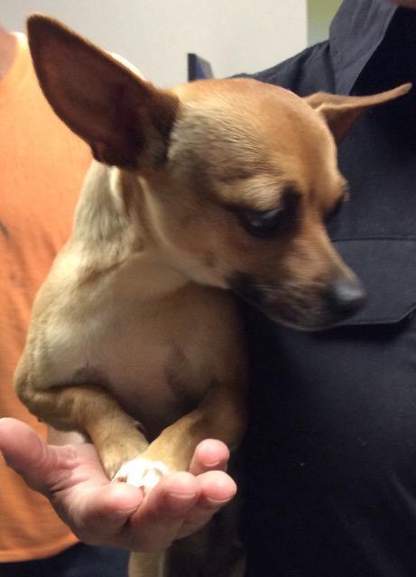 Enlarge Daisy, a Adopted Chihuahua in Shelbyville, TN image 1/1