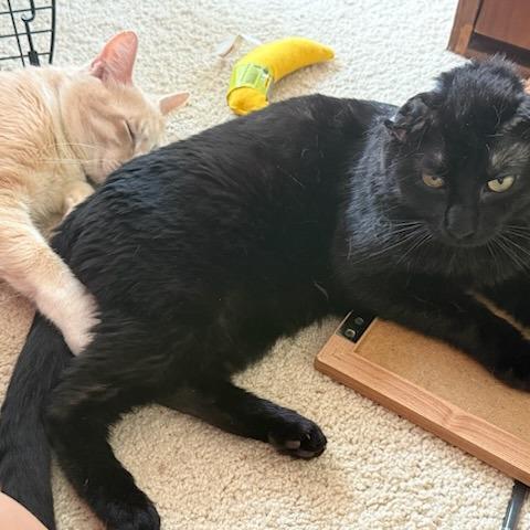 Bruce, Adoptable, Young Male Domestic Short Hair.