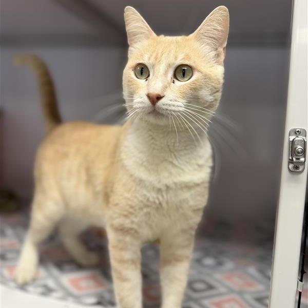 Enlarge Bruce, a Adoptable Domestic Short Hair in Houston, TX image 2/4