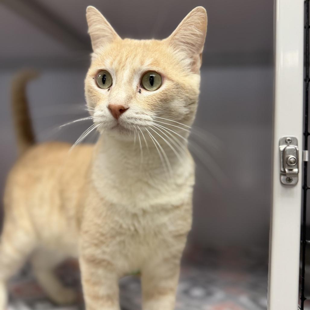 Enlarge Bruce, a Adoptable Domestic Short Hair in Houston, TX image 3/4