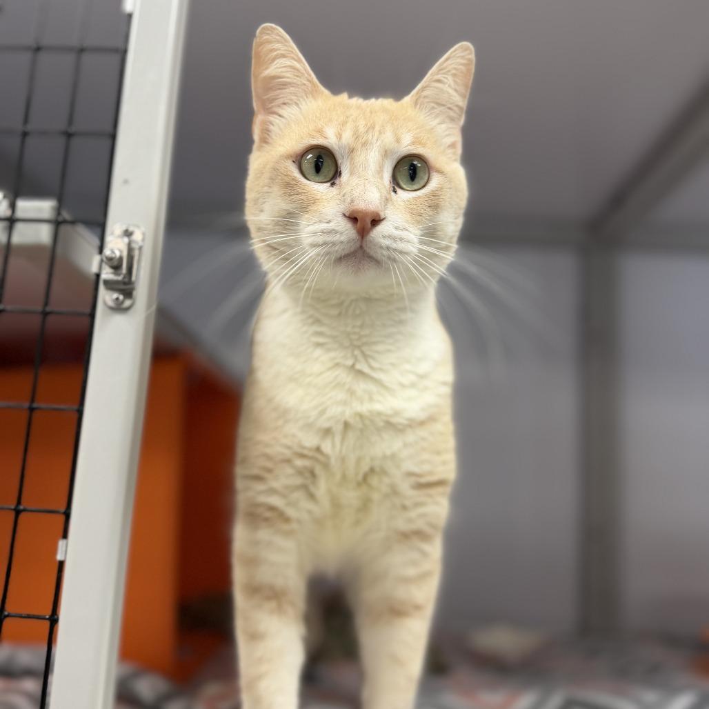 Enlarge Bruce, a Adoptable Domestic Short Hair in Houston, TX image 4/4