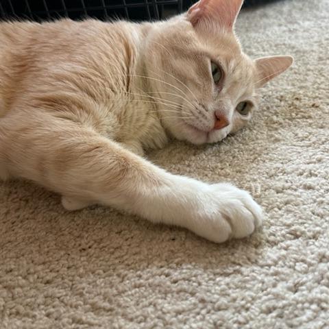 Enlarge Bruce, a Adoptable Domestic Short Hair in Houston, TX image 6/6