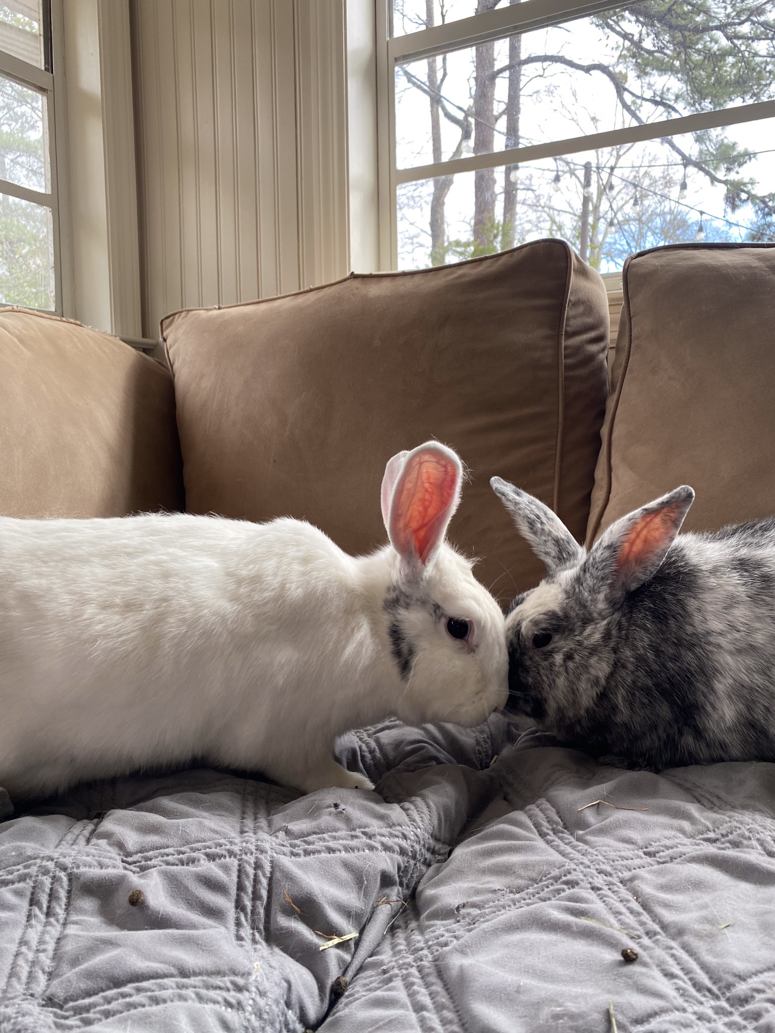 Enlarge Harley and Maggie, a Adoptable mixed breed in Birmingham, AL image 1/5