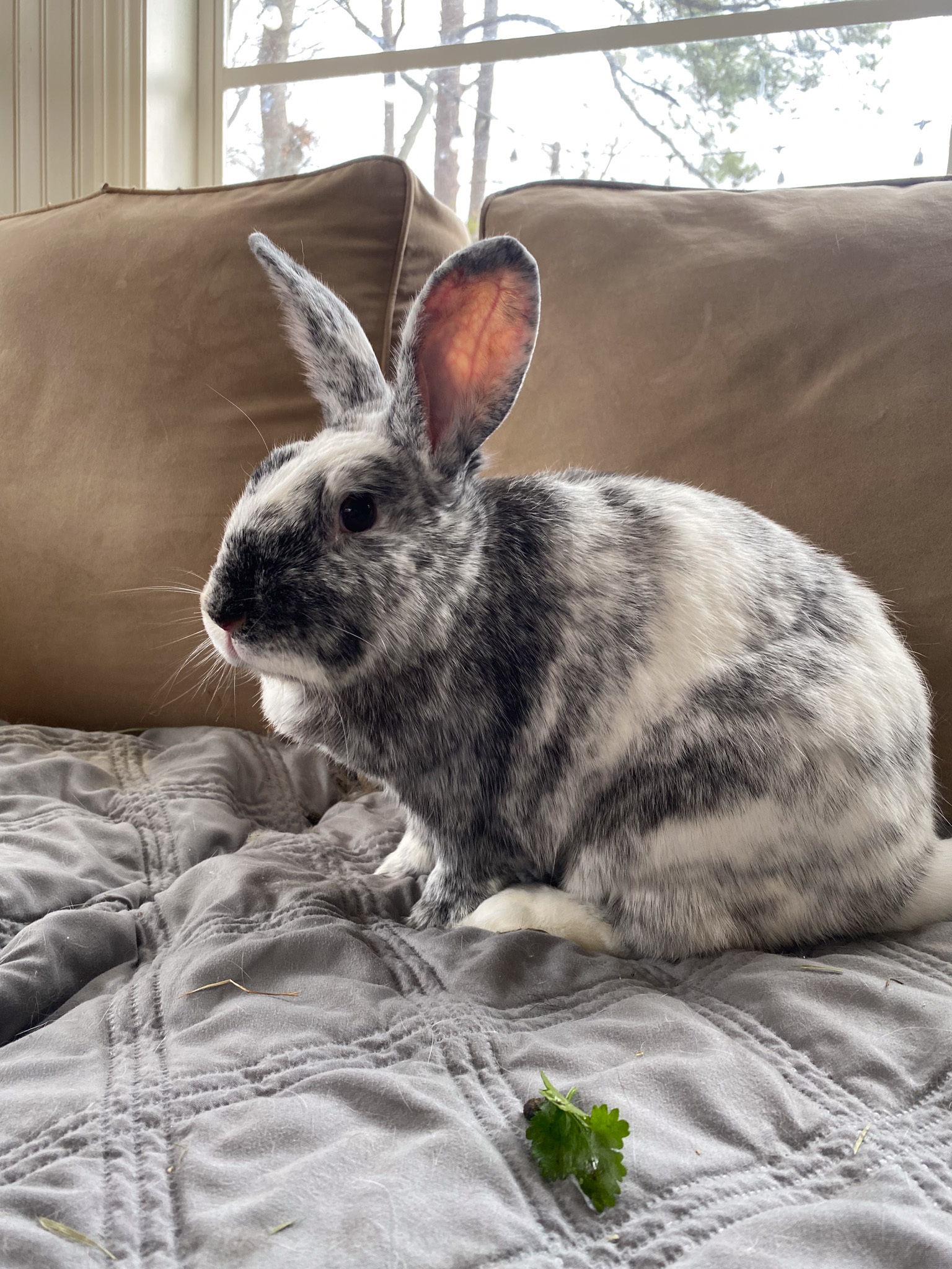 Enlarge Harley and Maggie, a Adoptable mixed breed in Birmingham, AL image 2/5