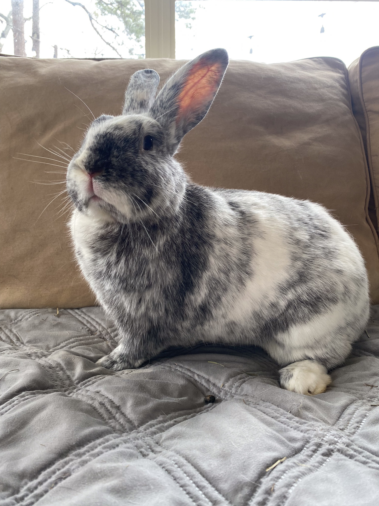 Enlarge Harley and Maggie, a Adoptable mixed breed in Birmingham, AL image 3/5