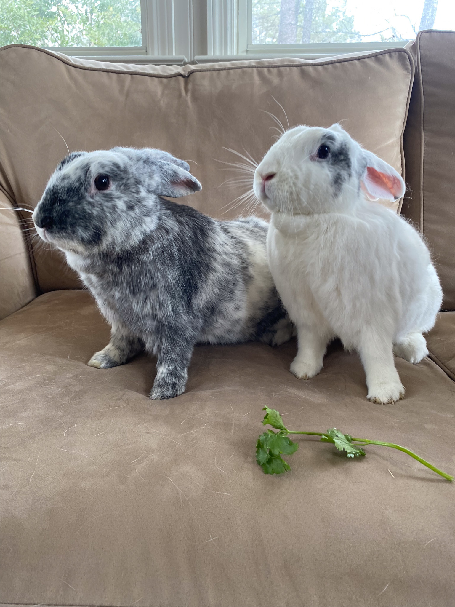 Enlarge Harley and Maggie, a Adoptable mixed breed in Birmingham, AL image 4/5