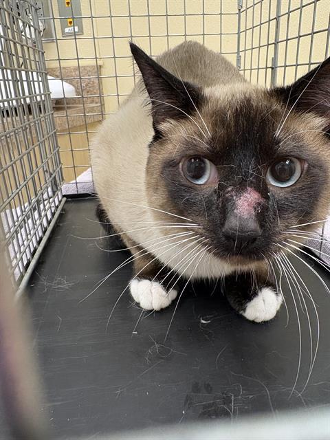 Enlarge VIKTOR, a Adoptable Siamese in Clyde, NC image 1/1