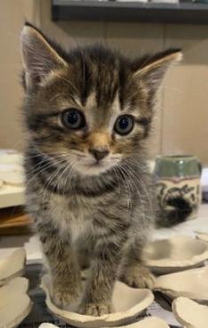 Terry, Baby Male Domestic Short Hair