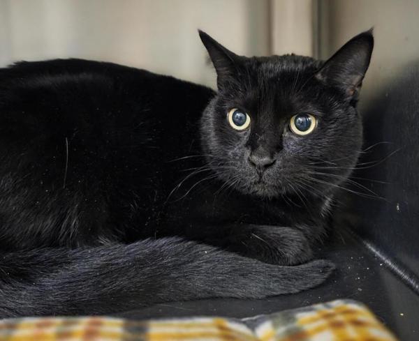 Enlarge Beth, a Adoptable mixed breed in Vancouver, WA image 2/2