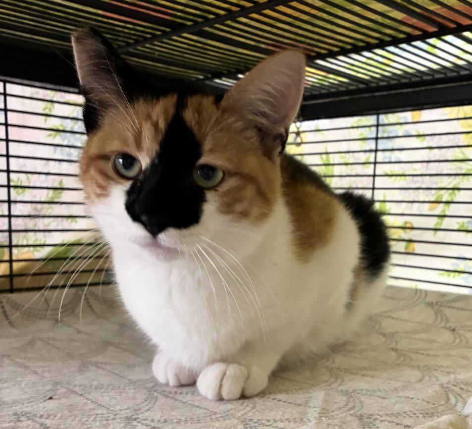 Enlarge Echo, a Adoptable Domestic Short Hair in Wasilla, AK image 1/1