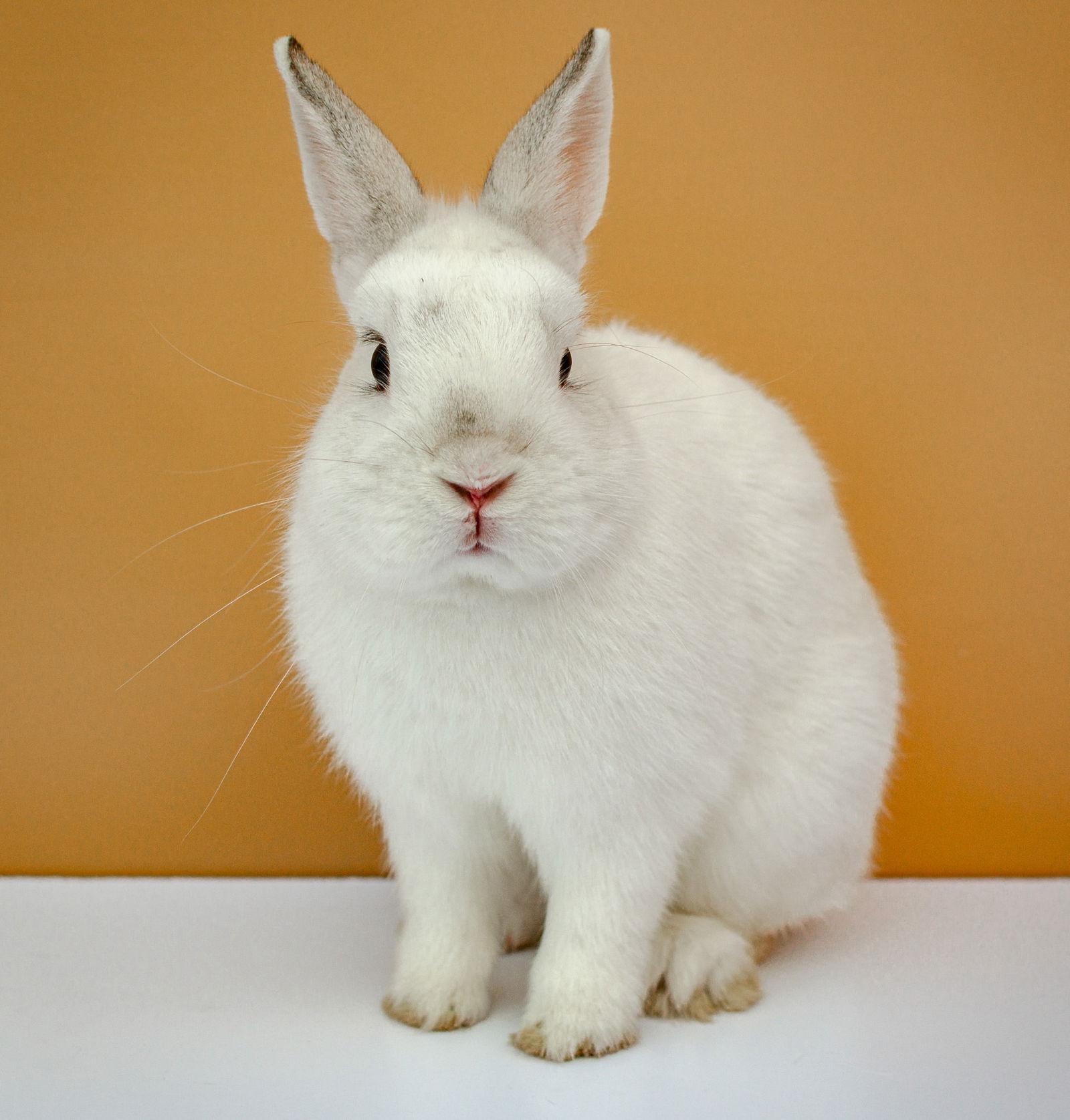 Enlarge Poncho, a Adoptable American in Oakland, CA image 1/2