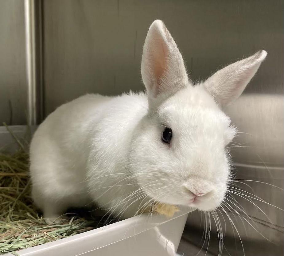 Enlarge Poncho, a Adoptable American in Oakland, CA image 2/2