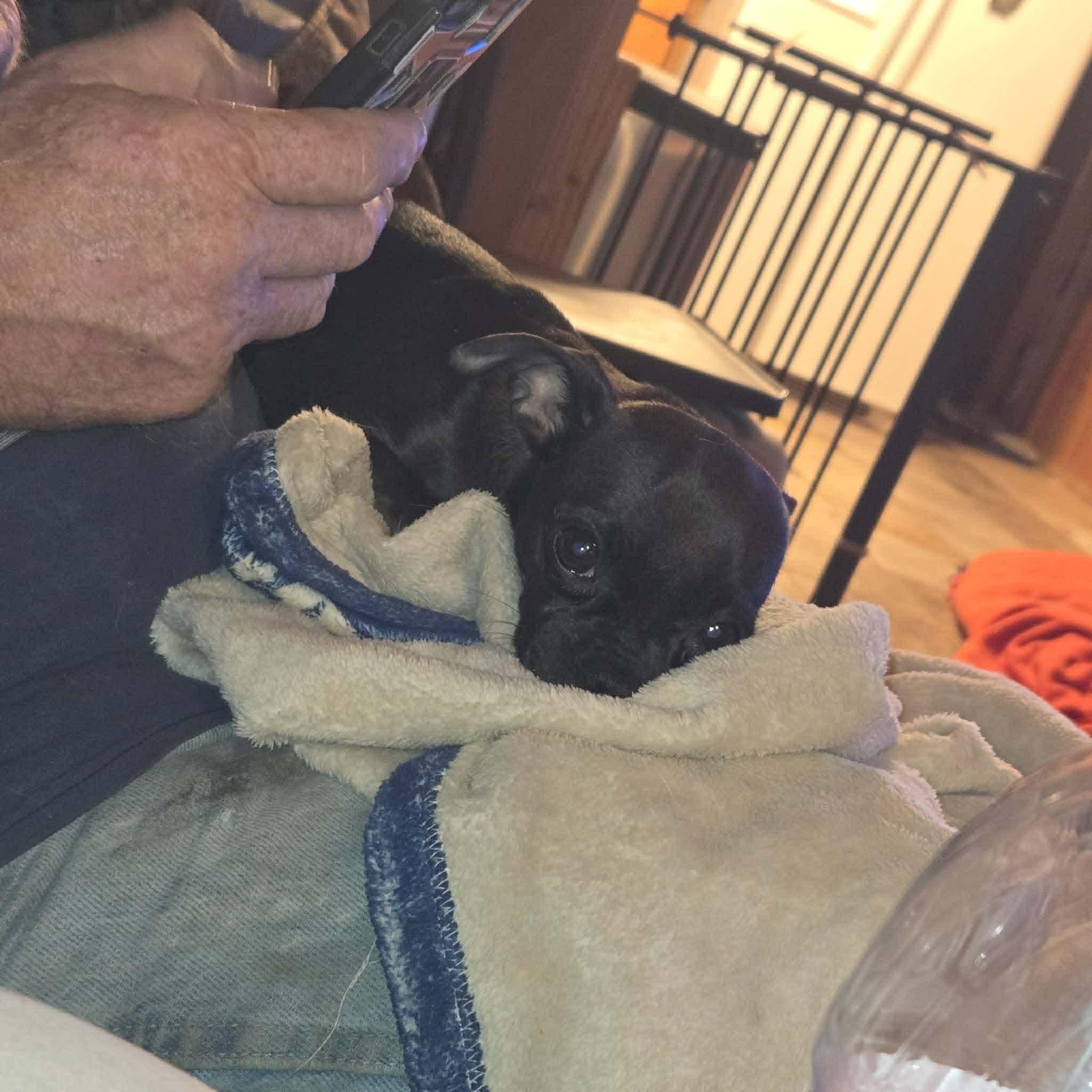 Kylee, ADOPTABLE, Young Female Chihuahua.