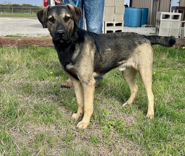 Enlarge Ray, a ADOPTABLE mixed breed in Austin, TX image 3/6