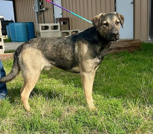 Enlarge Ray, a ADOPTABLE mixed breed in Austin, TX image 4/6