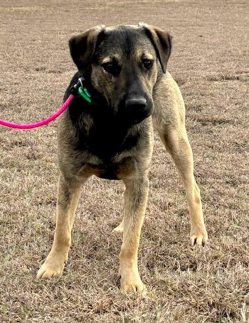 Enlarge Ray, a ADOPTABLE mixed breed in Austin, TX image 4/5