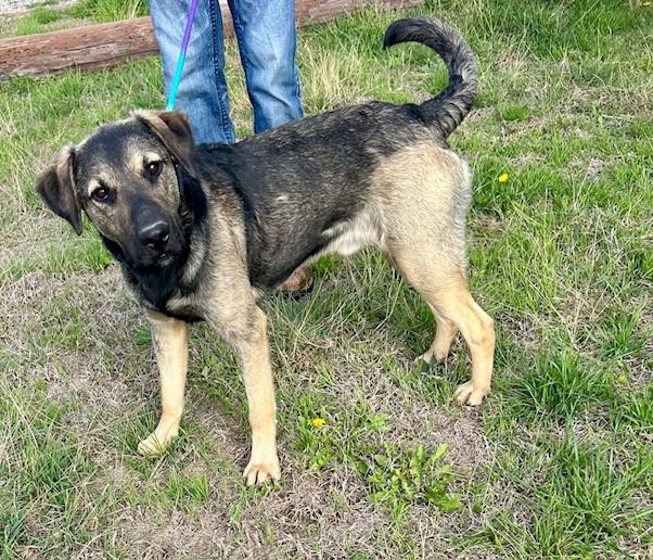 Ray, ADOPTABLE, Young Male Shepherd.