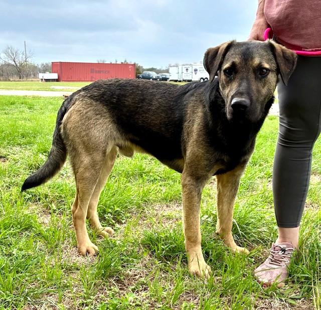 Enlarge Ray, a ADOPTABLE mixed breed in Austin, TX image 6/6