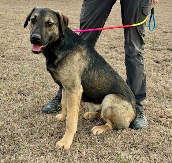 Enlarge Ray, a ADOPTABLE mixed breed in Austin, TX image 2/5