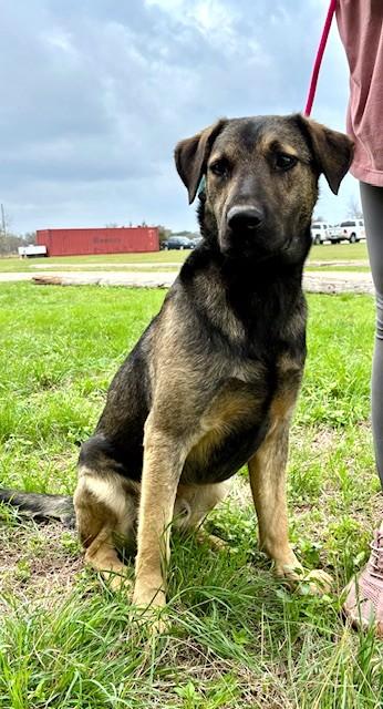 Enlarge Ray, a ADOPTABLE mixed breed in Austin, TX image 5/6