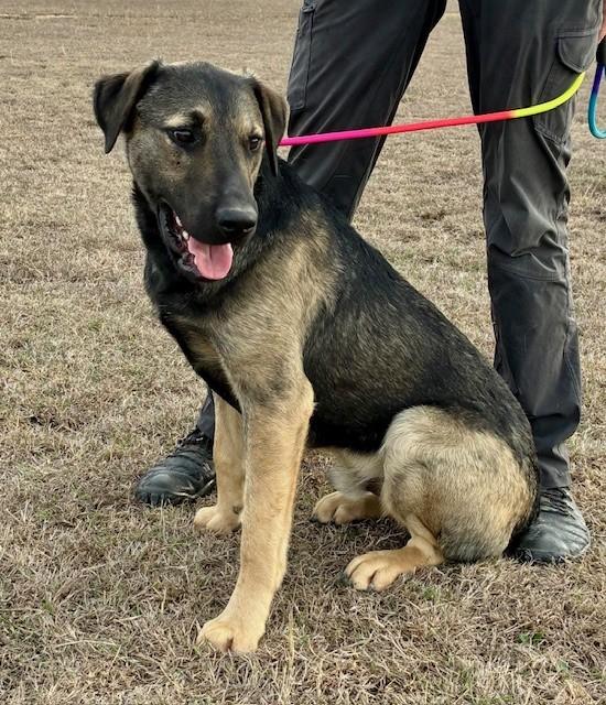 Ray, ADOPTABLE, Young Male Shepherd.