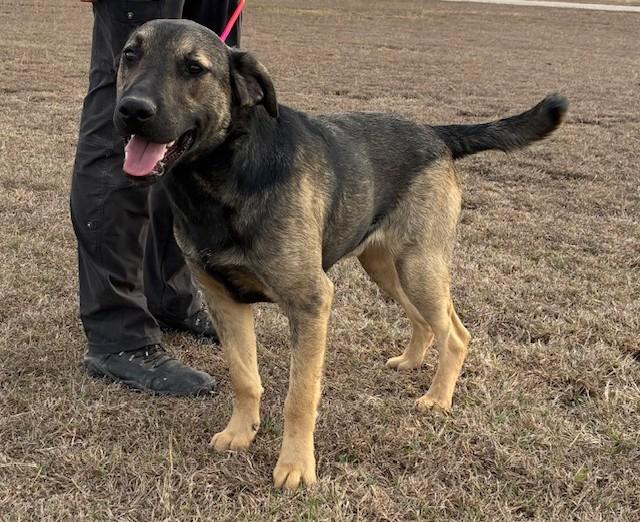 Enlarge Ray, a ADOPTABLE mixed breed in Austin, TX image 5/5