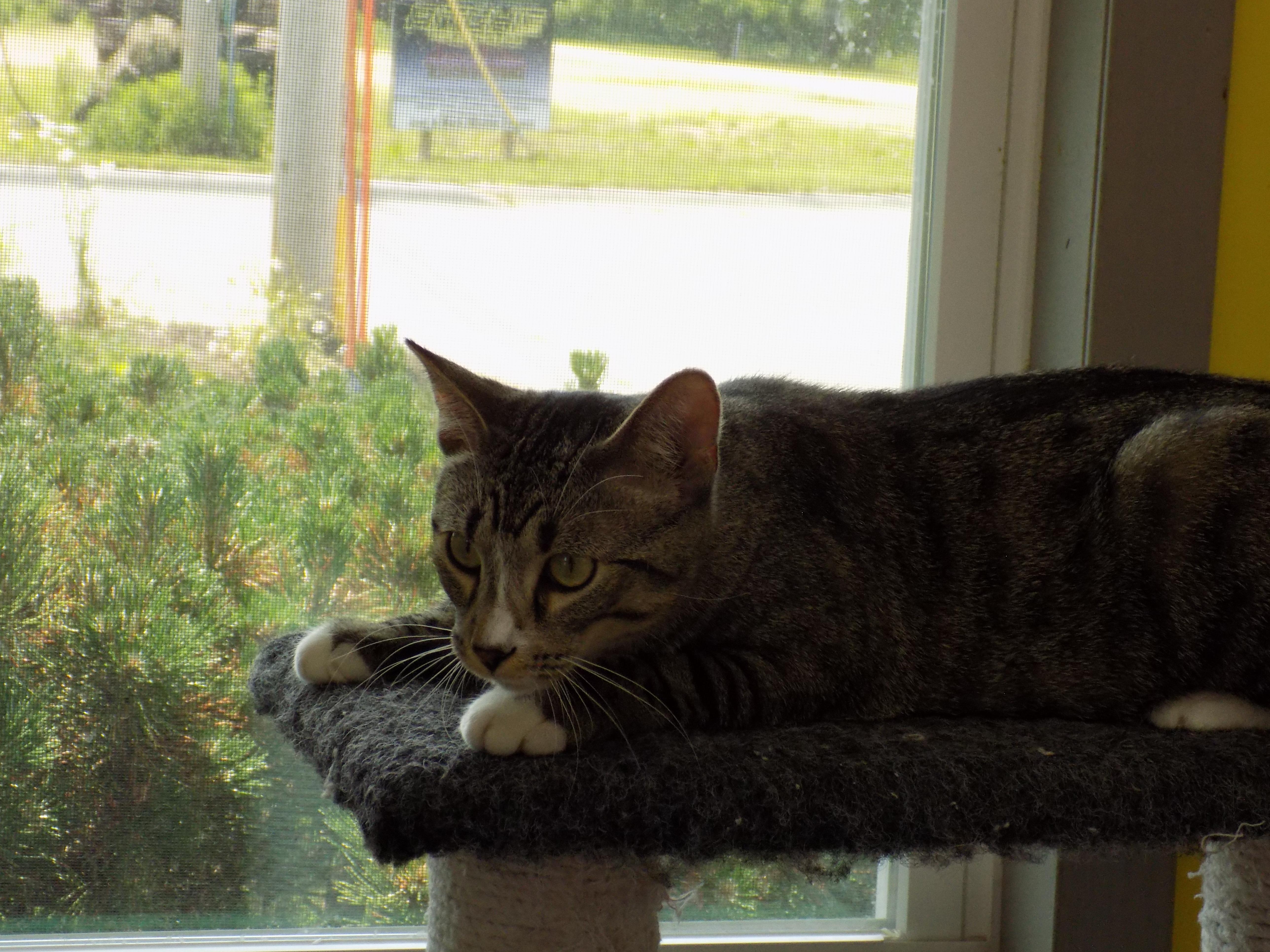 Pluto, a Adoptable Domestic Short Hair in Savanna, IL image 2/3