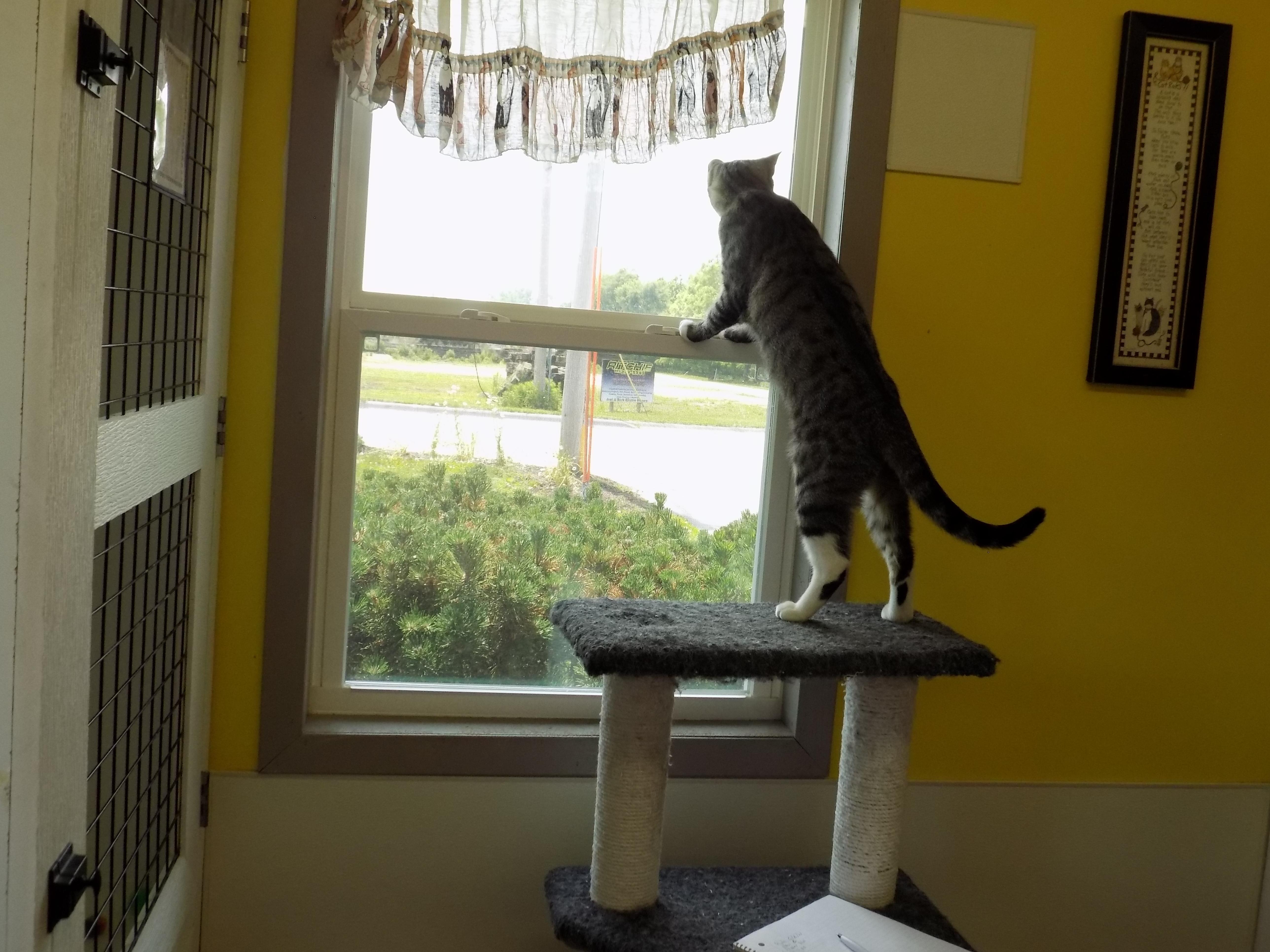 Pluto, a Adoptable Domestic Short Hair in Savanna, IL image 3/3