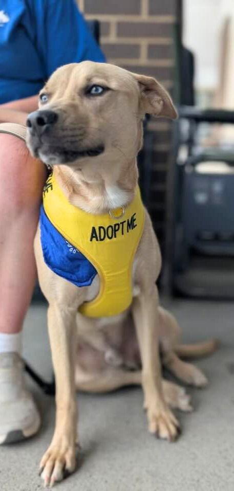 Jake  (ln), Adoptable, Adult Male Husky.