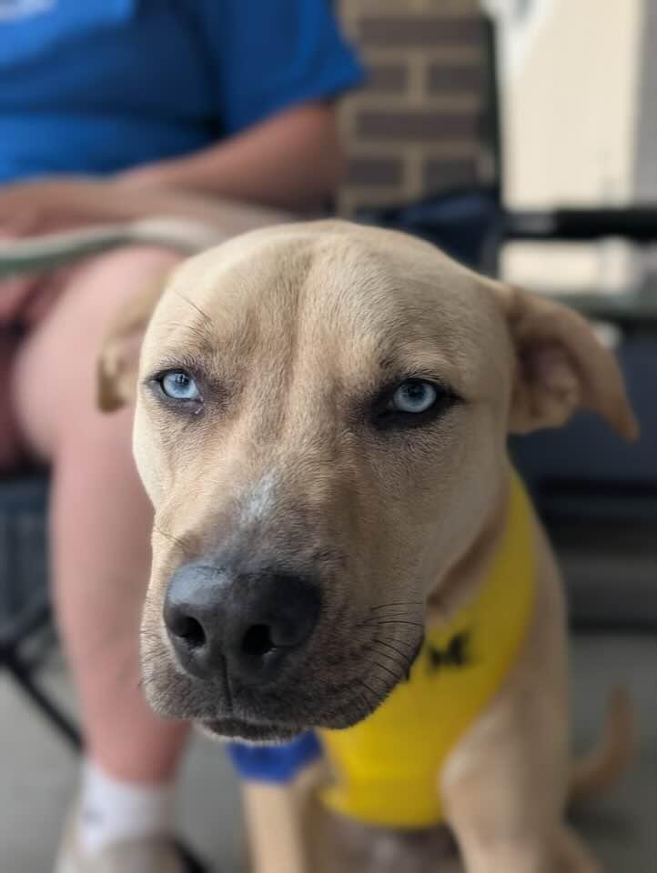 Enlarge Jake  (ln), a Adoptable Husky in White Bluff, TN image 2/3