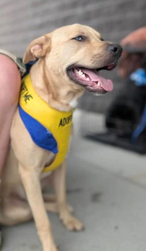 Enlarge Jake  (ln), a Adoptable Husky in White Bluff, TN image 3/3