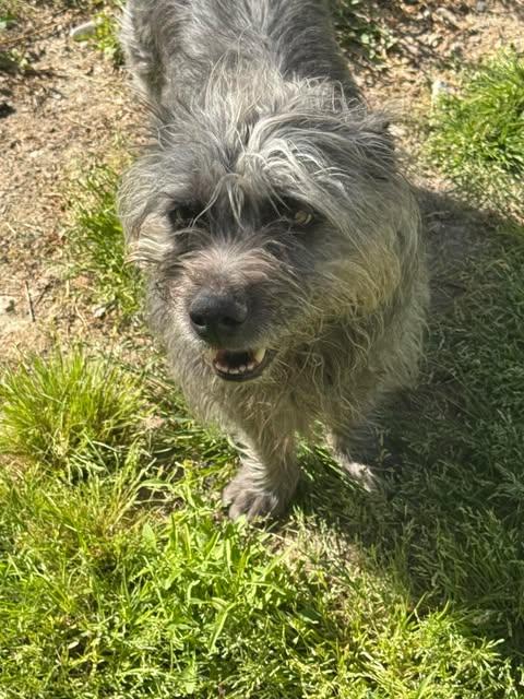 Enlarge Rockey, a Adoptable mixed breed in Las Vegas, NV image 1/1