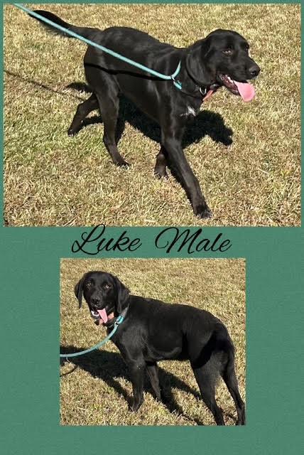 Luke, a Adoptable mixed breed in Warrington, PA image 3/4