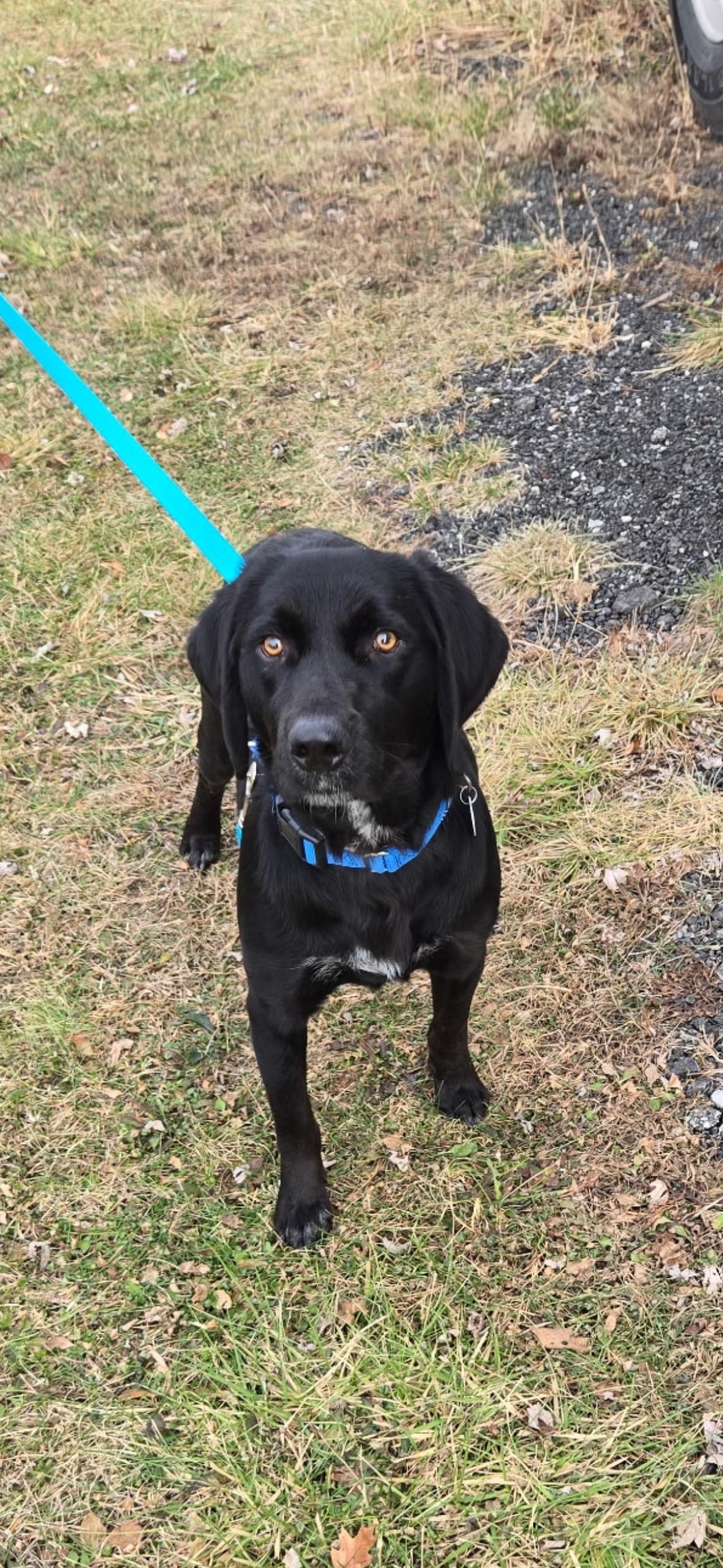 Enlarge Luke, an adopted mixed breed in Warrington, PA image 1/4