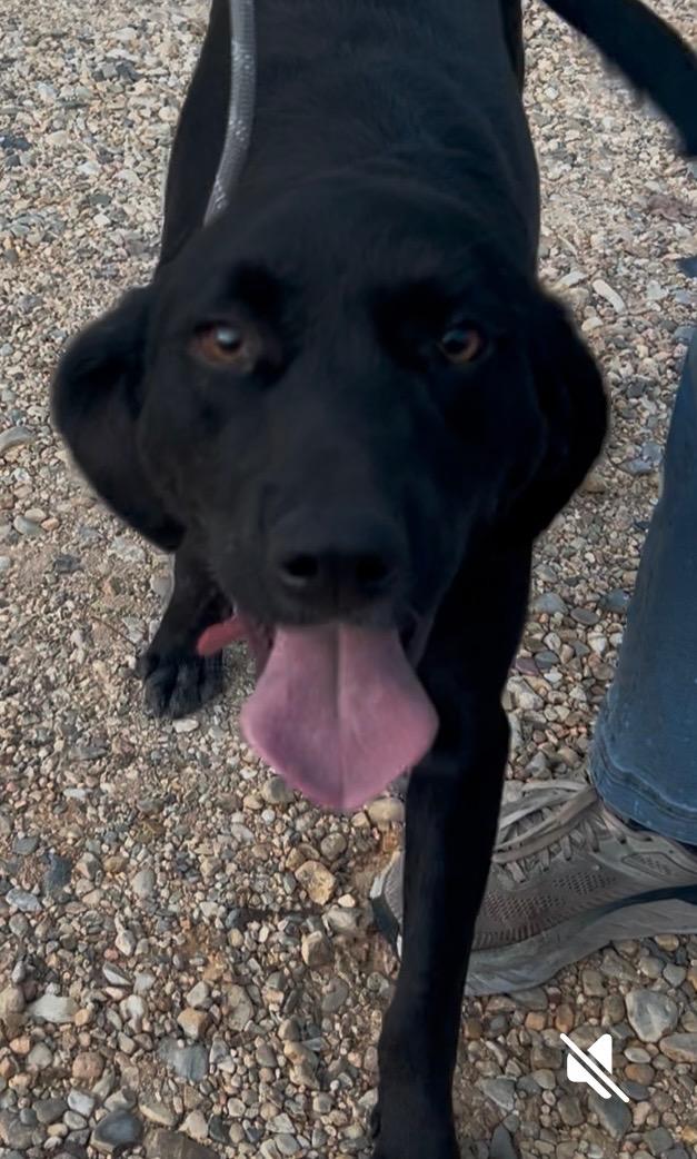 Luke, a Adoptable mixed breed in Warrington, PA image 1/4