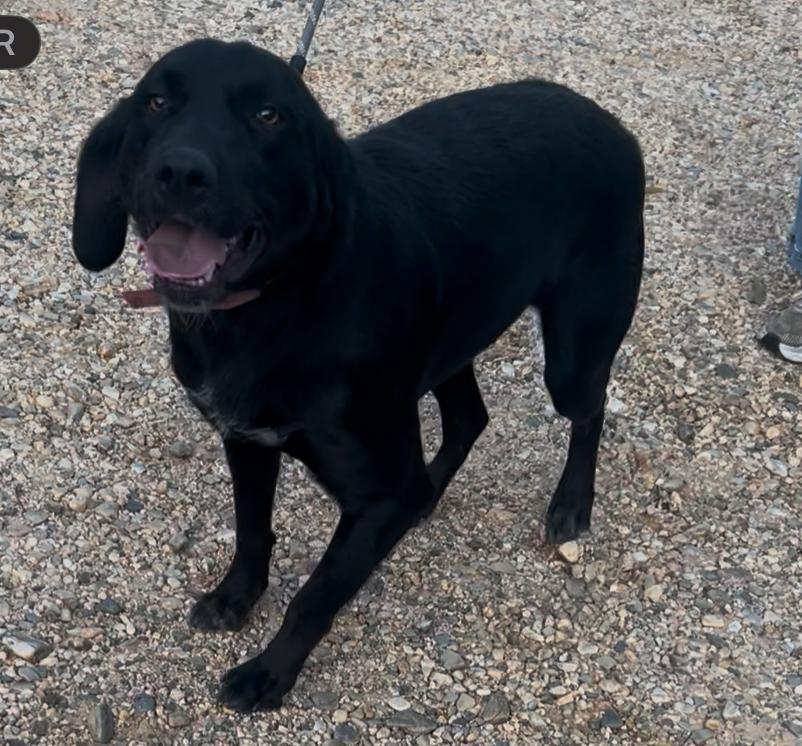Luke, a Adoptable mixed breed in Warrington, PA image 4/4