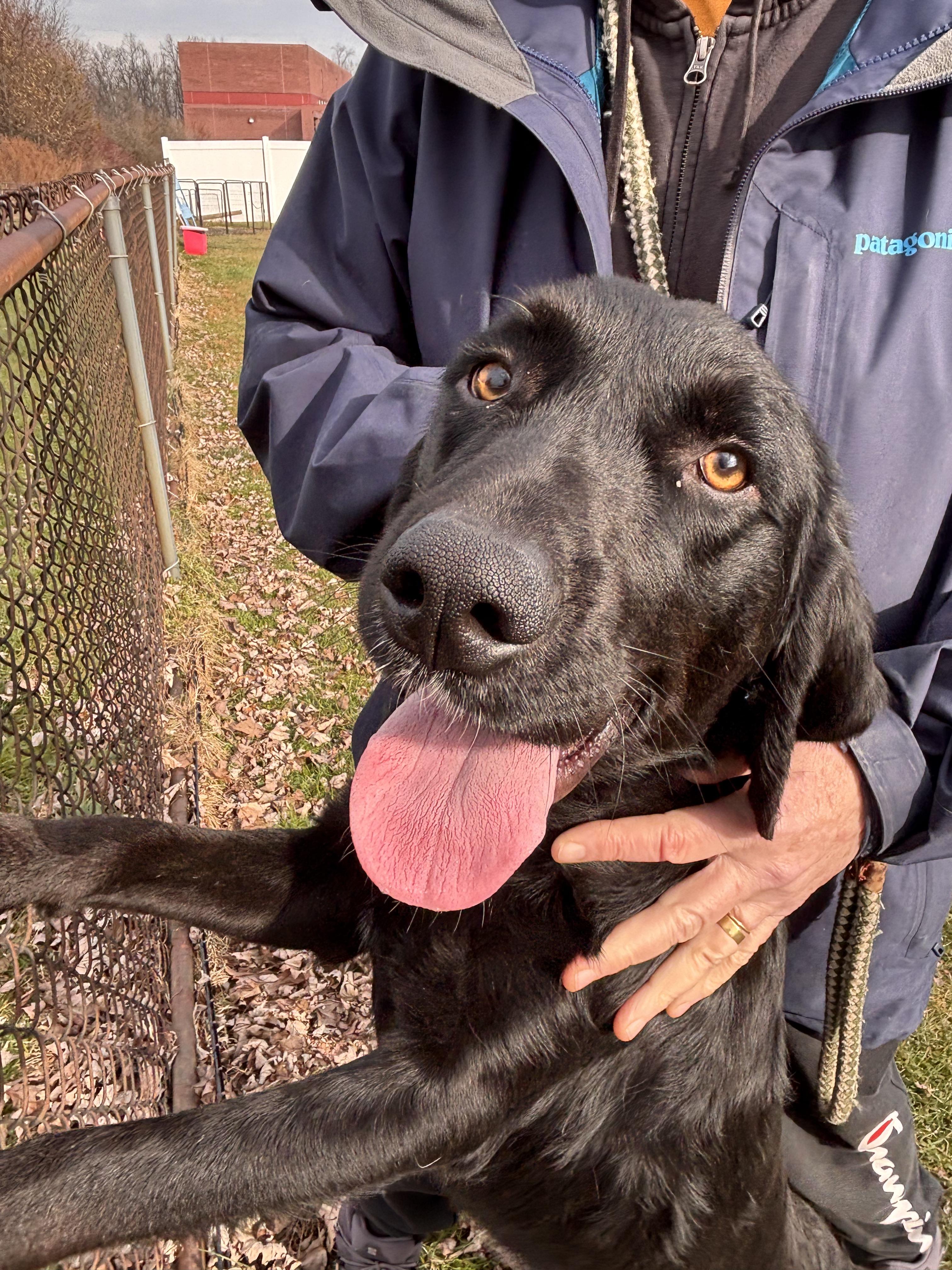 Enlarge Luke, an adopted mixed breed in Warrington, PA image 2/4