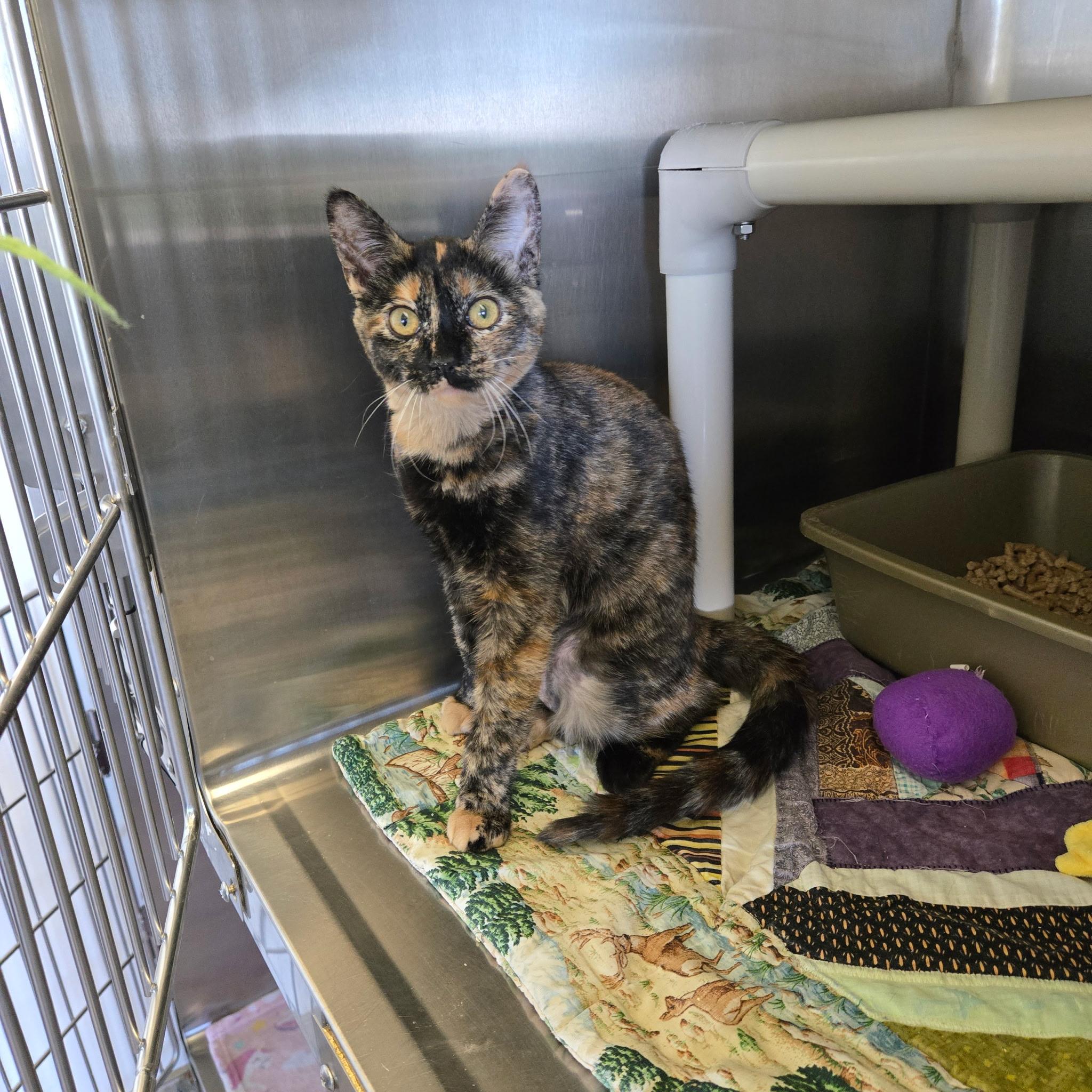 Olive, ADOPTABLE, Young Female Tortoiseshell.