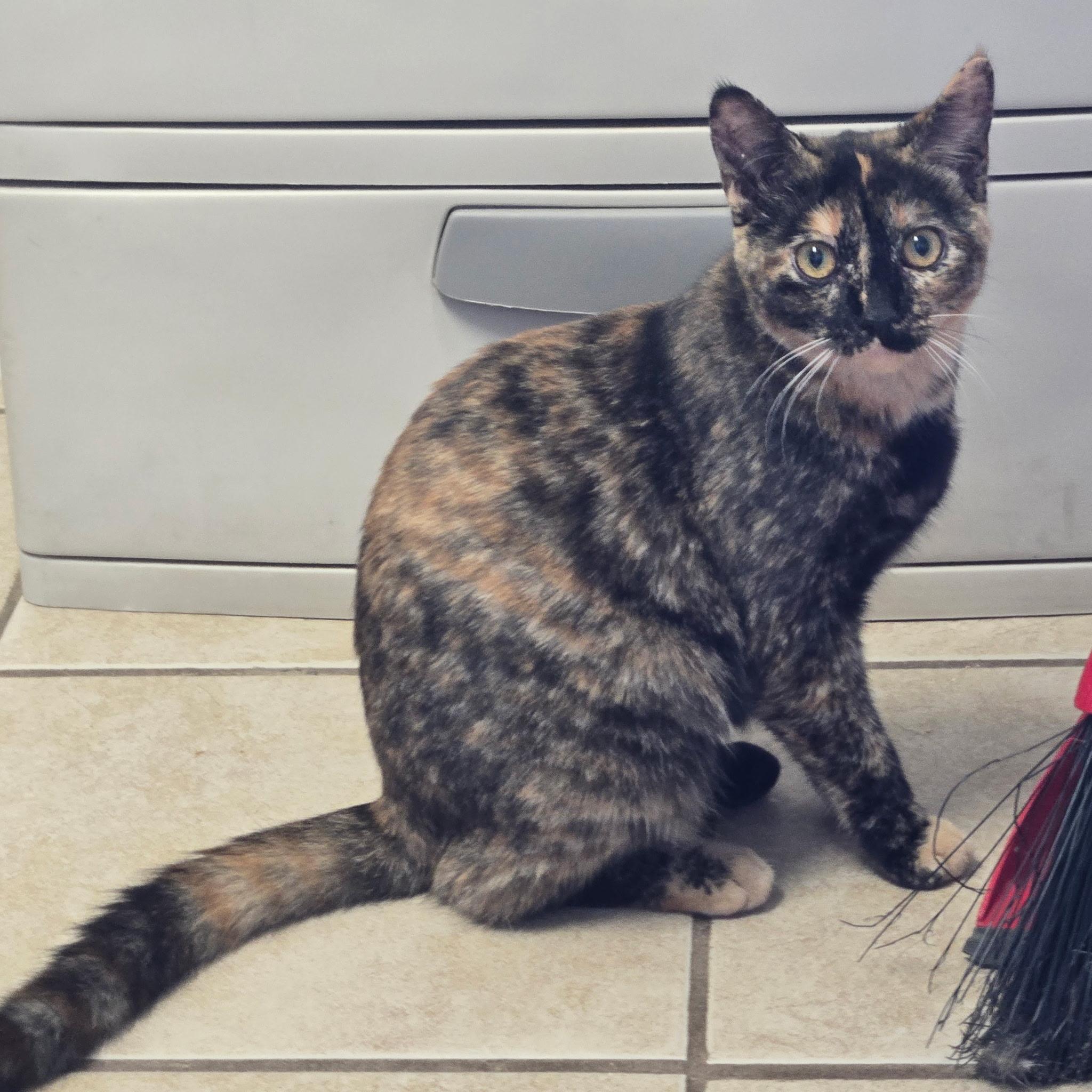 Olive, ADOPTABLE, Young Female Tortoiseshell.
