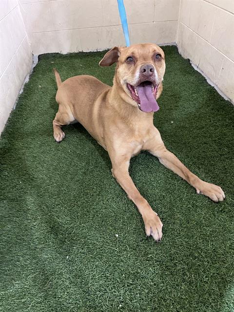 Enlarge A1260572, a Adoptable mixed breed in Winter Haven, FL image 1/1