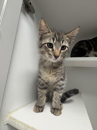 Sid, Adoptable, Young Male Domestic Short Hair & Domestic Short Hair.