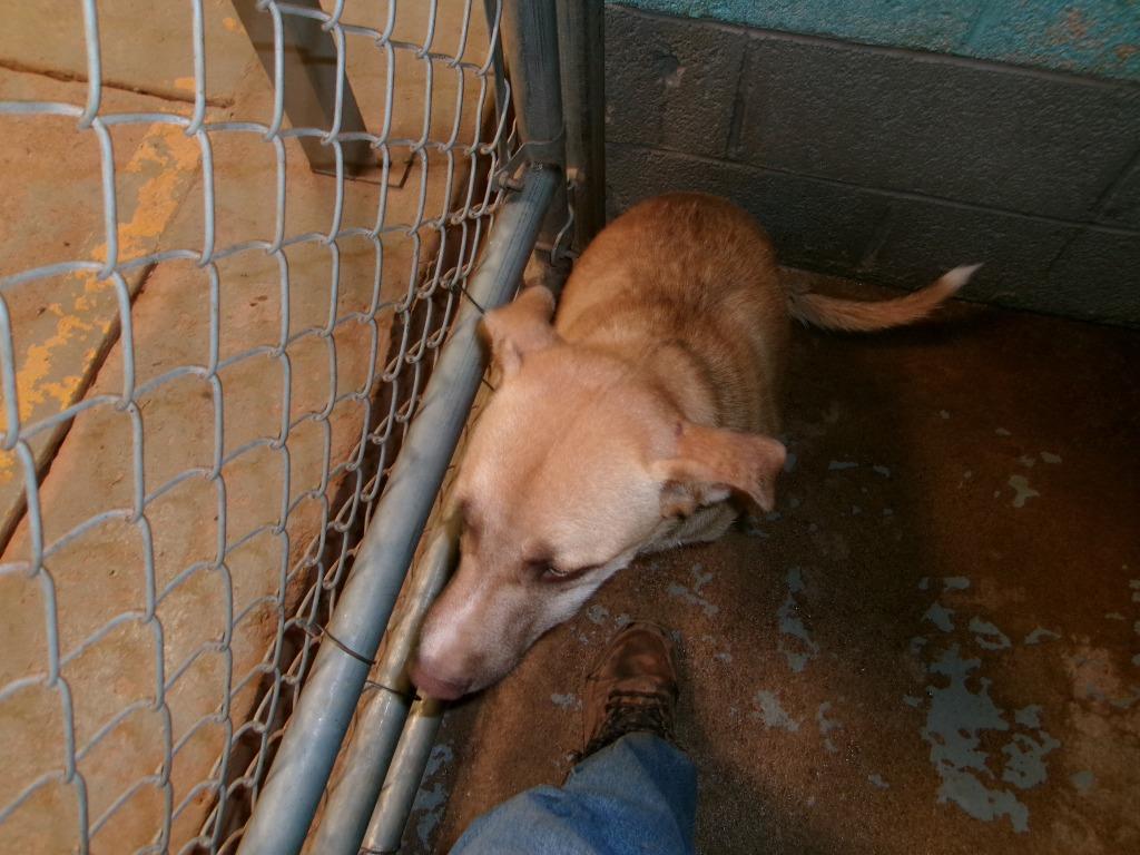 Bo, Adoptable, Adult Male Shepherd.